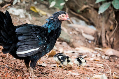 Close-up of a bird on field