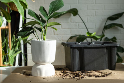 Potted plant on table