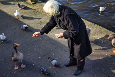 High angle view of pigeons feeding