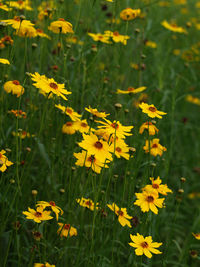 Close-up of yellow flowering plants on field