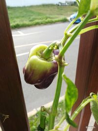 Close-up of vegetables