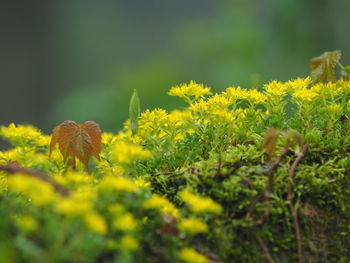 Close-up of plants growing on field