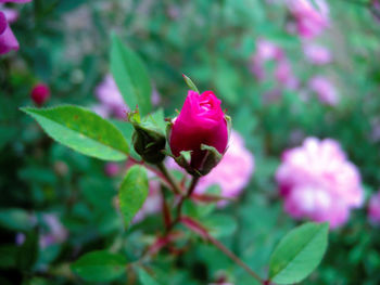 Close-up of pink flower blooming outdoors