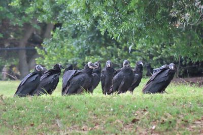 Flock of birds on grass