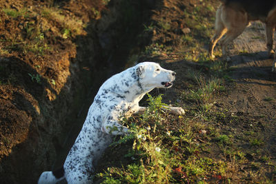 Dog standing on rock