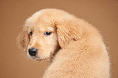 Close-up of dog looking away