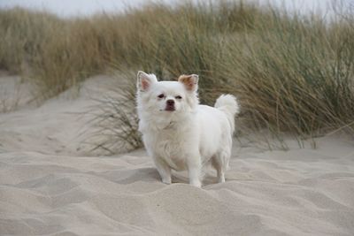 Portrait of white dog on beach