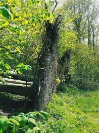 Trees growing on field in forest