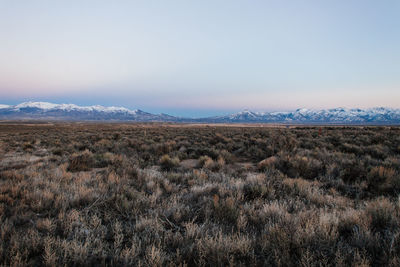 Scenic view of grassy field