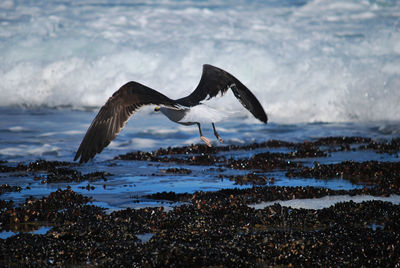 Seagull flying over sea