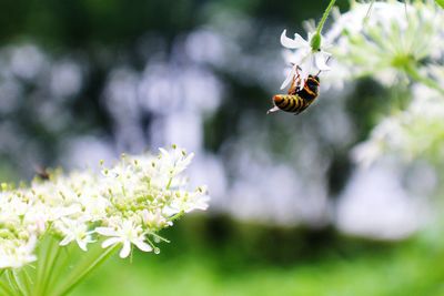 Close-up of honey bee pollinating flower