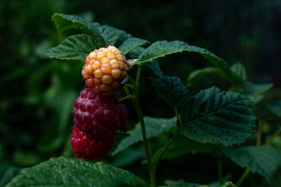 Close-up of blackberries growing on plant