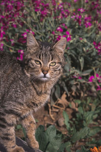 Close-up portrait of a cat