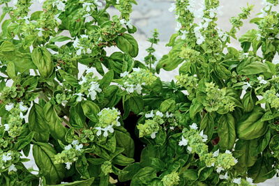 Close-up of white flowering plants