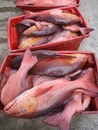 High angle view of fish for sale in market