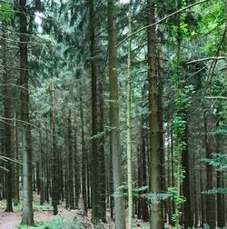 View of bamboo trees in forest