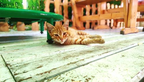 Cat sitting on floorboard