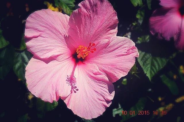 flower, petal, freshness, flower head, fragility, beauty in nature, growth, blooming, pink color, pollen, single flower, close-up, stamen, nature, hibiscus, plant, in bloom, focus on foreground, park - man made space, blossom
