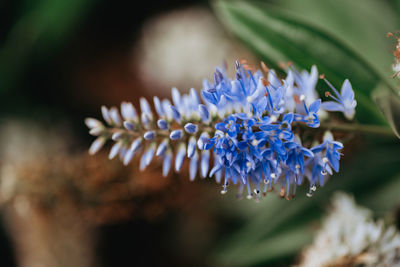 Close-up of purple flowering plant