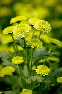 Close-up of yellow flowering plant on field