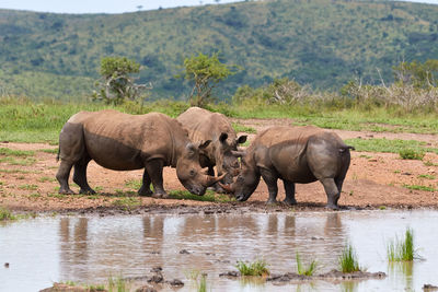 Three white rhinos at a waterhole