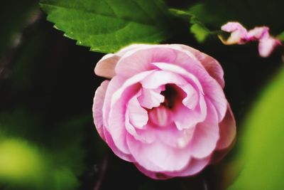 Close-up of pink flower blooming outdoors