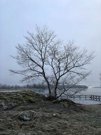 Bare tree on field against sky