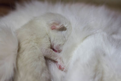 Close-up of cat sleeping