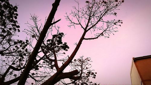 Low angle view of bare tree against sky