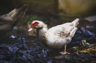 Close-up of bird