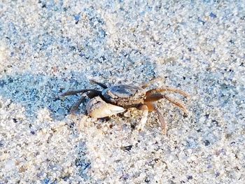 Close-up of crab on beach