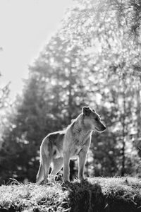 Dog standing on field as the well hit sun shine on the body shines. black and white portrait of dog