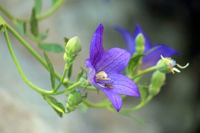 Close-up of purple flowers