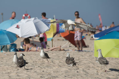 Seagulls and people at beach on sunny day