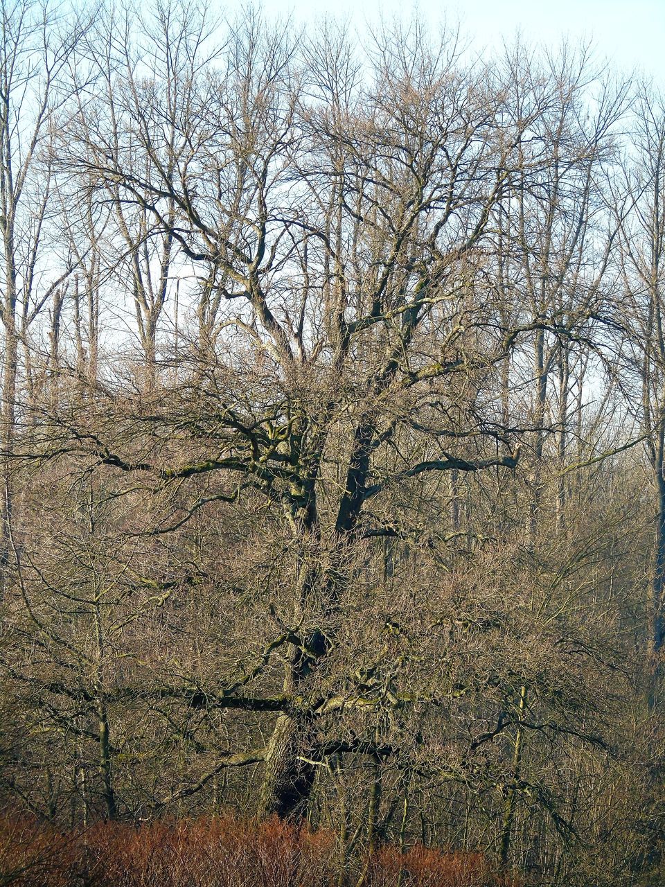 FULL FRAME SHOT OF TREE AGAINST THE SKY