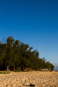 Scenic view of trees on field against clear blue sky