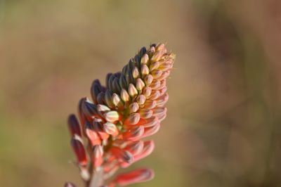 Close-up of flowering plant