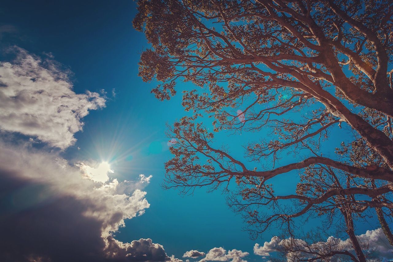 nature, low angle view, sky, beauty in nature, sunlight, tree, sunbeam, sun, blue, tranquility, no people, growth, scenics, outdoors, day, branch, sunshine