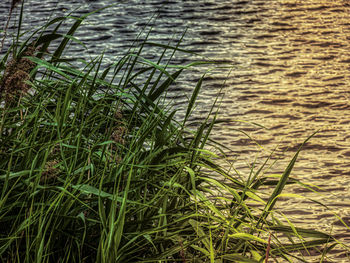 High angle view of grass by lake