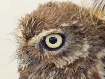 Close-up portrait of owl