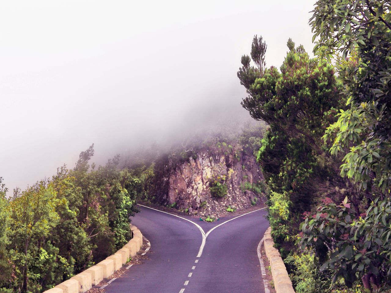 ROAD AMIDST TREES AND PLANTS AGAINST SKY