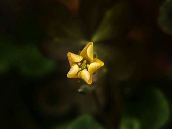 Close-up of yellow flower