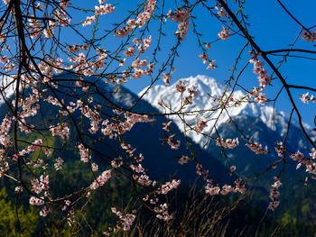 Low angle view of cherry blossom against sky