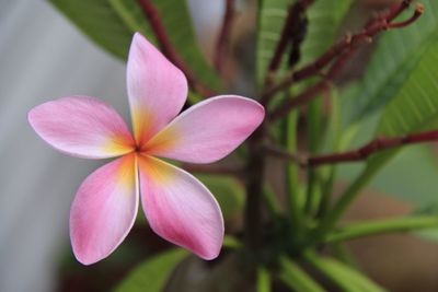 Close-up of pink flower growing on plant