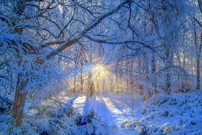 Snow covered trees in forest
