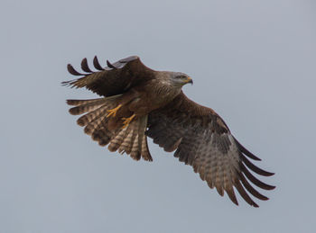 Low angle view of eagle flying against sky