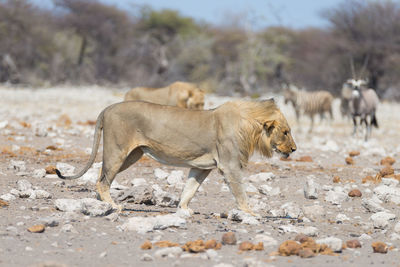 Side view of a cat on land