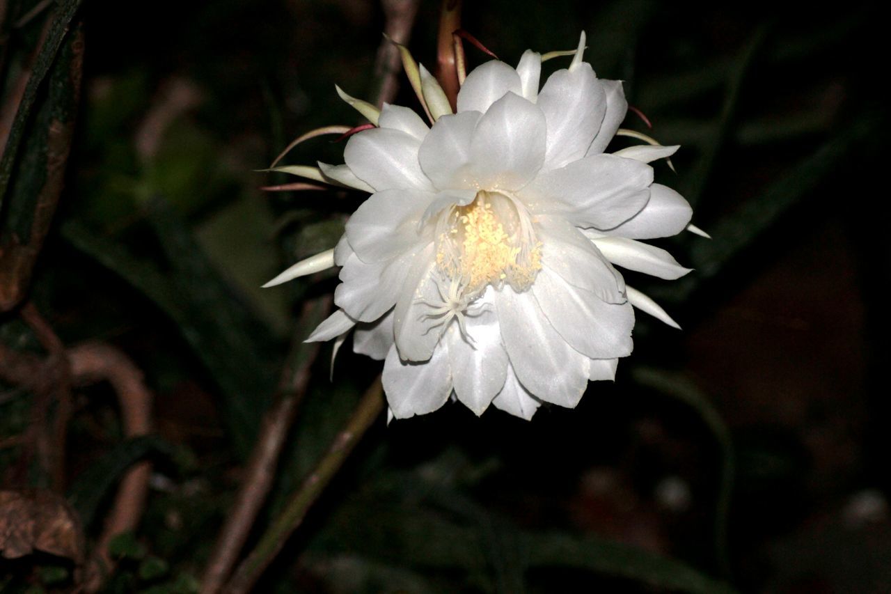 flower, petal, fragility, flower head, freshness, white color, growth, beauty in nature, close-up, focus on foreground, single flower, blooming, nature, plant, in bloom, white, pollen, selective focus, blossom, outdoors