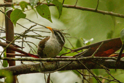 Close-up of bird perching on branch