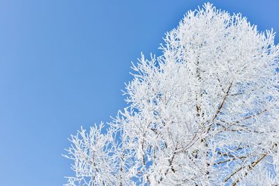 Low angle view of frozen tree against clear blue sky